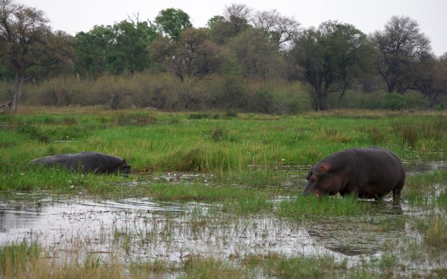5-Day Delta Delights Safari