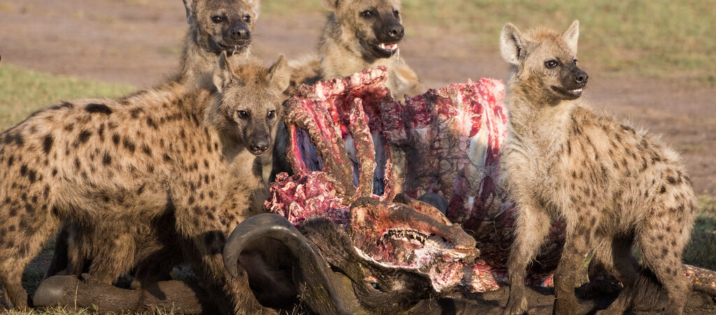hyena in masai mara