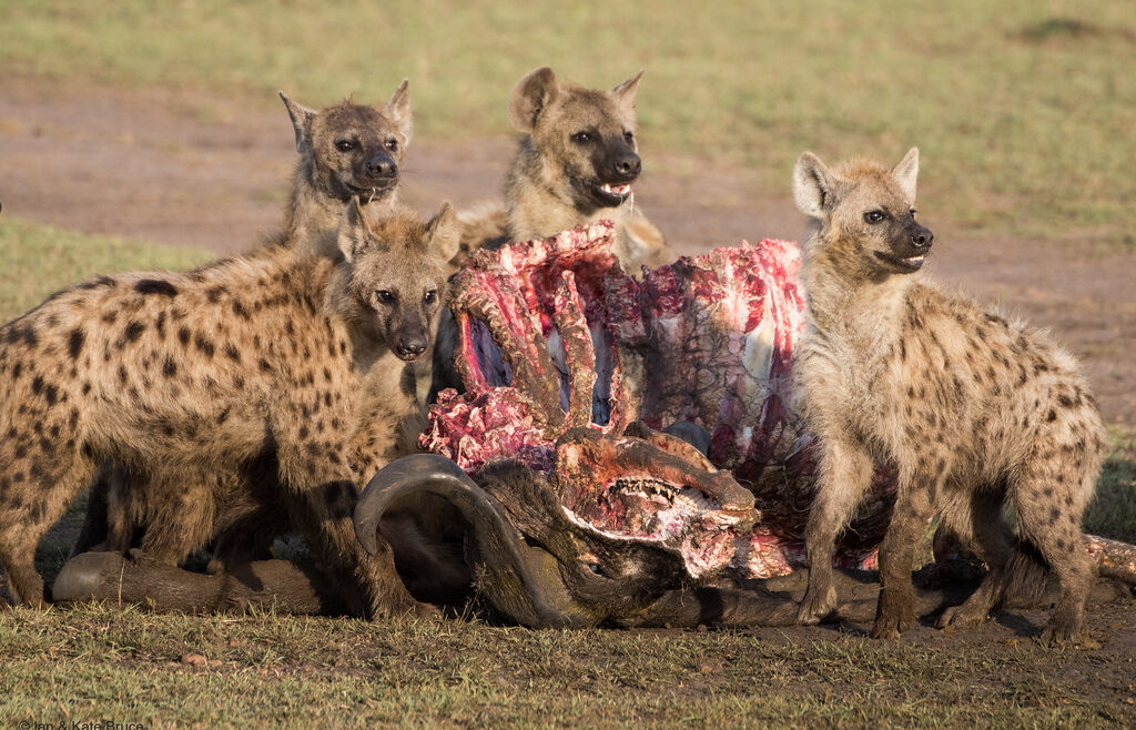 hyena in masai mara
