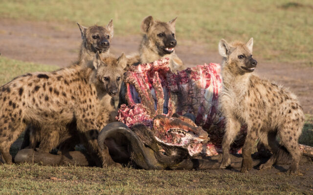 7 Days Masai Mara & Diani Beach Safari