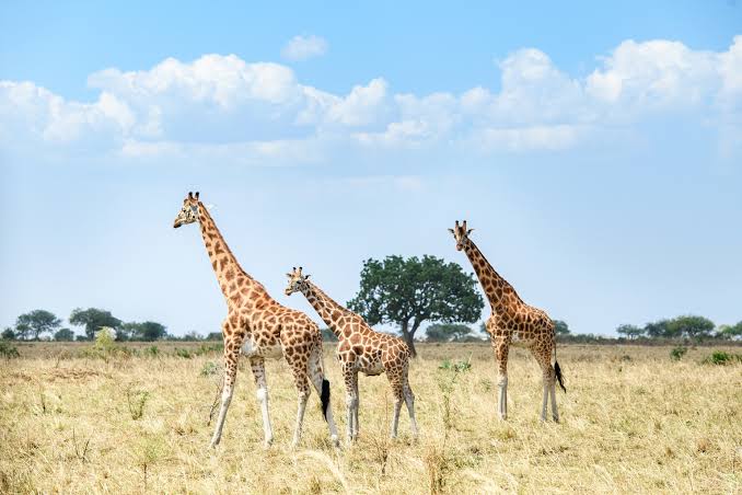 Internet in Uganda — Uganda safari travel guide