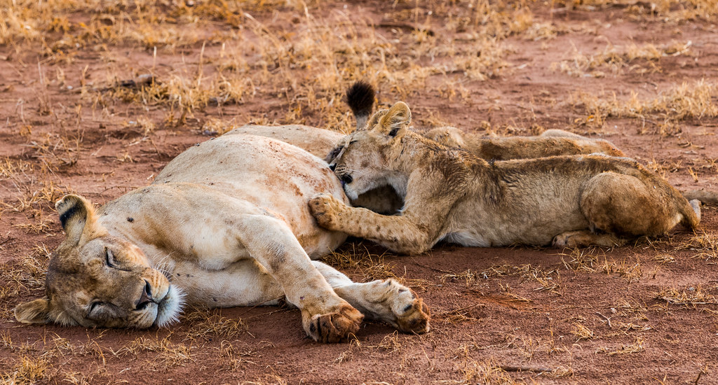 kenya Tsavo East