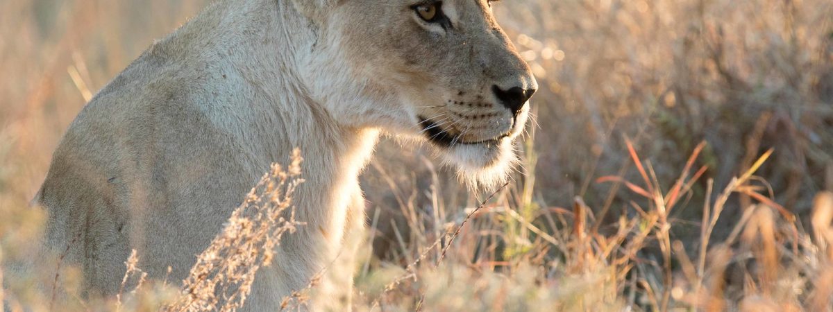 khwai lion