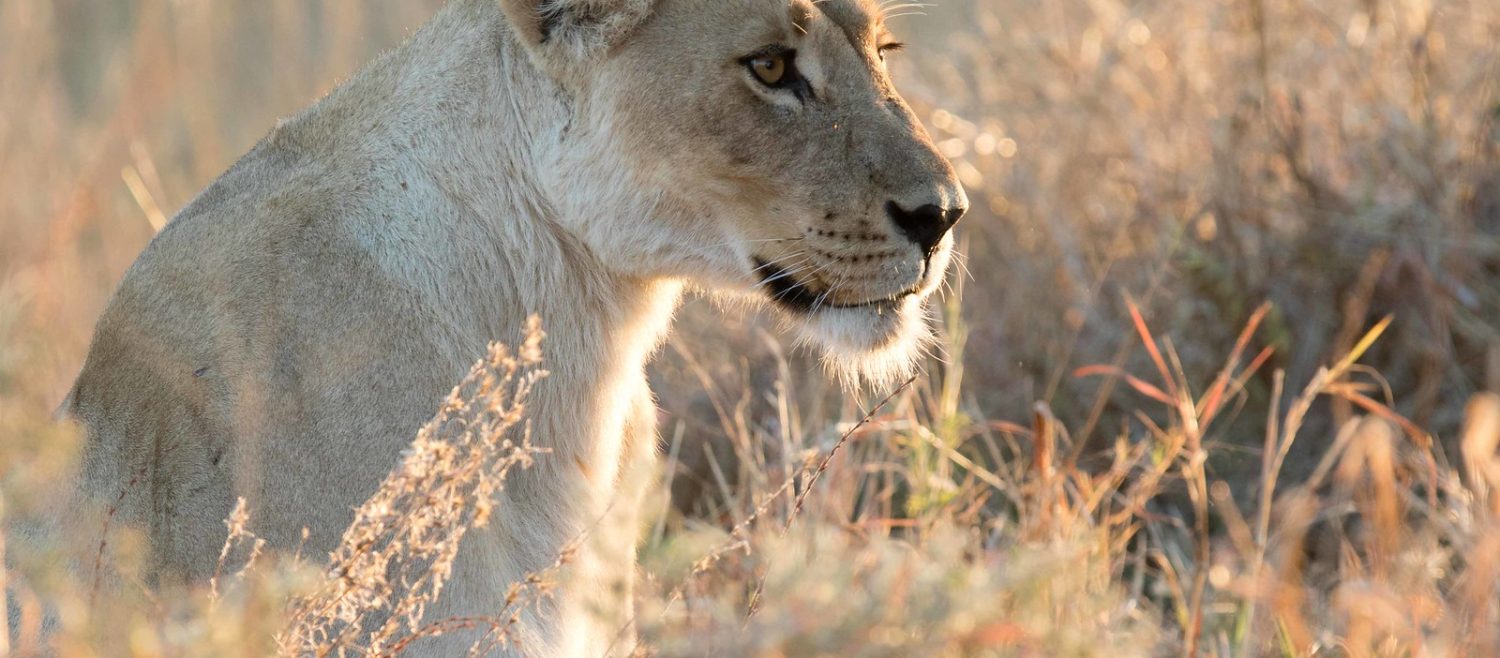 khwai lion