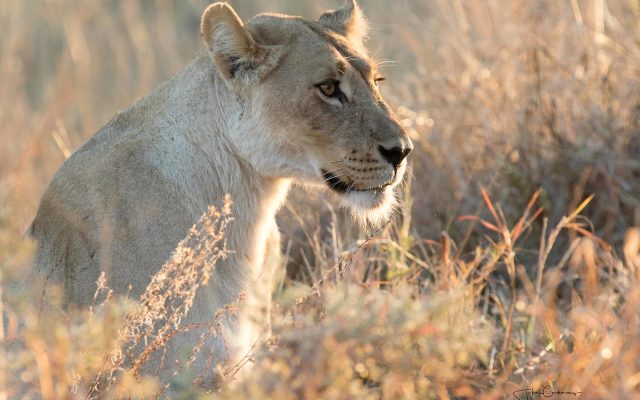 8-Day Classic Big Five Tour