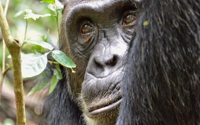 Chimpanzee tracking in Uganda