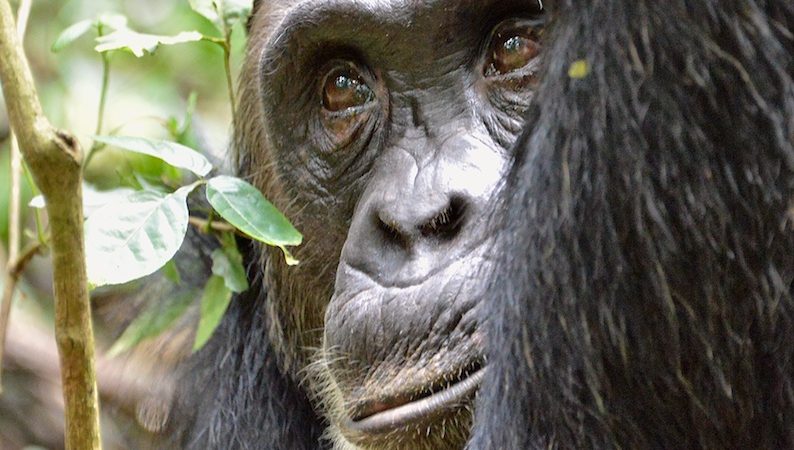 Kibale National Park — safari