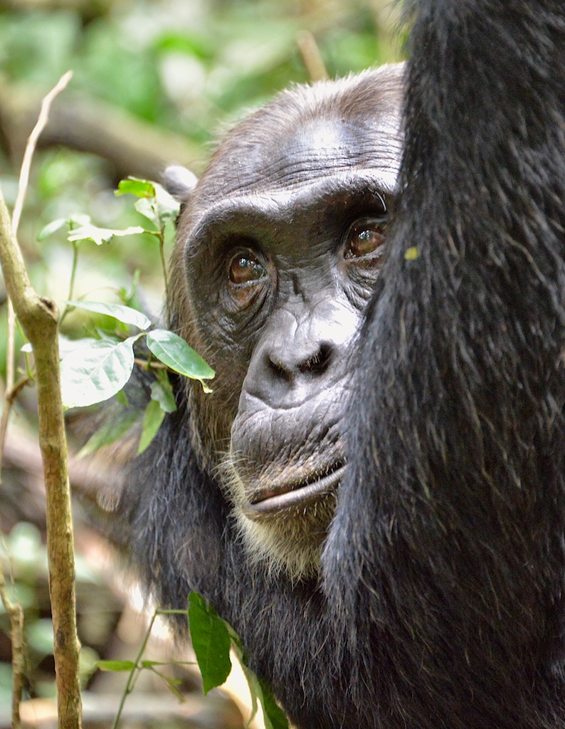 Chimpanzee Tracking Safaris