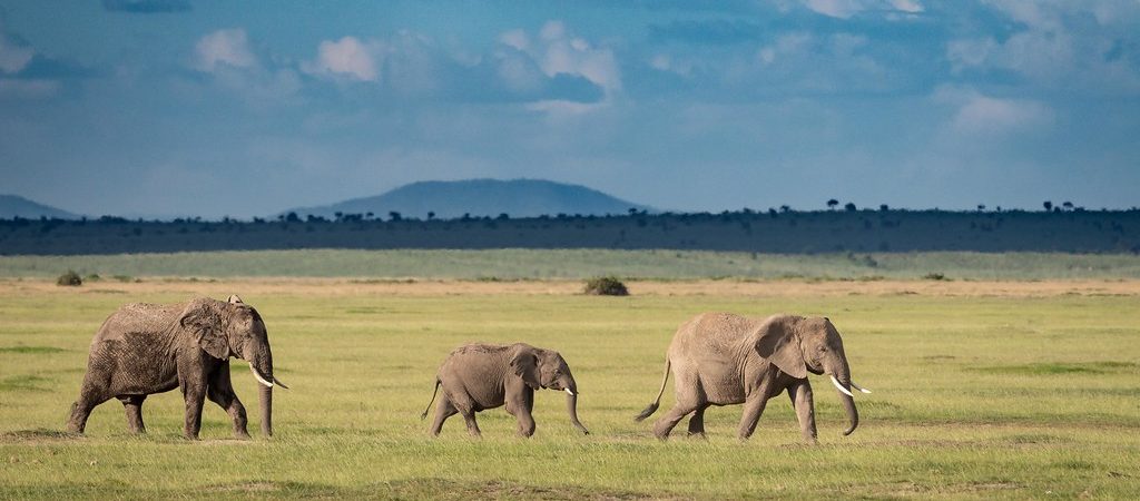 kilimanjaro view from amboseli