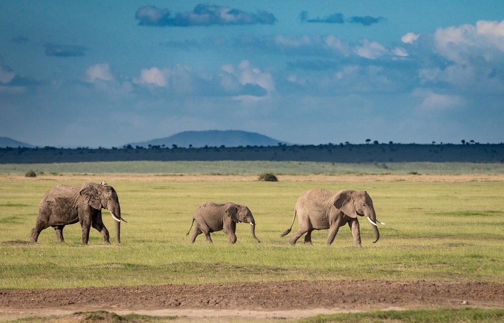 kilimanjaro view from amboseli