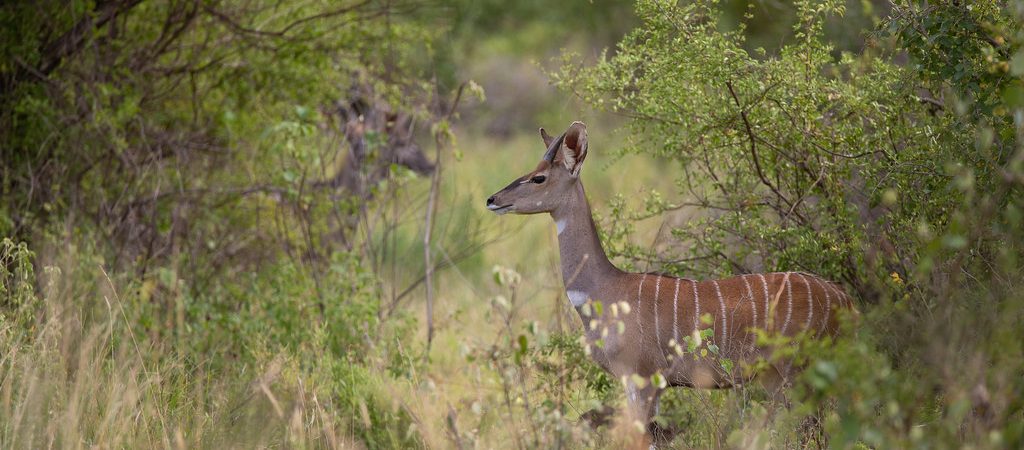 kudu in tsavo east