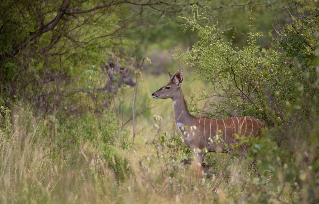 kudu in tsavo east