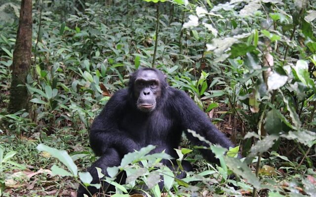 Kyambura Chimp Trekking Cost