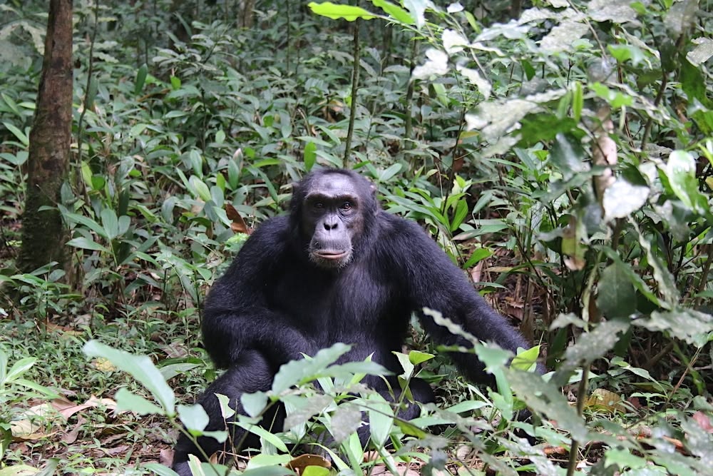 Kyambura Chimp Trekking Cost — Uganda safari travel guide