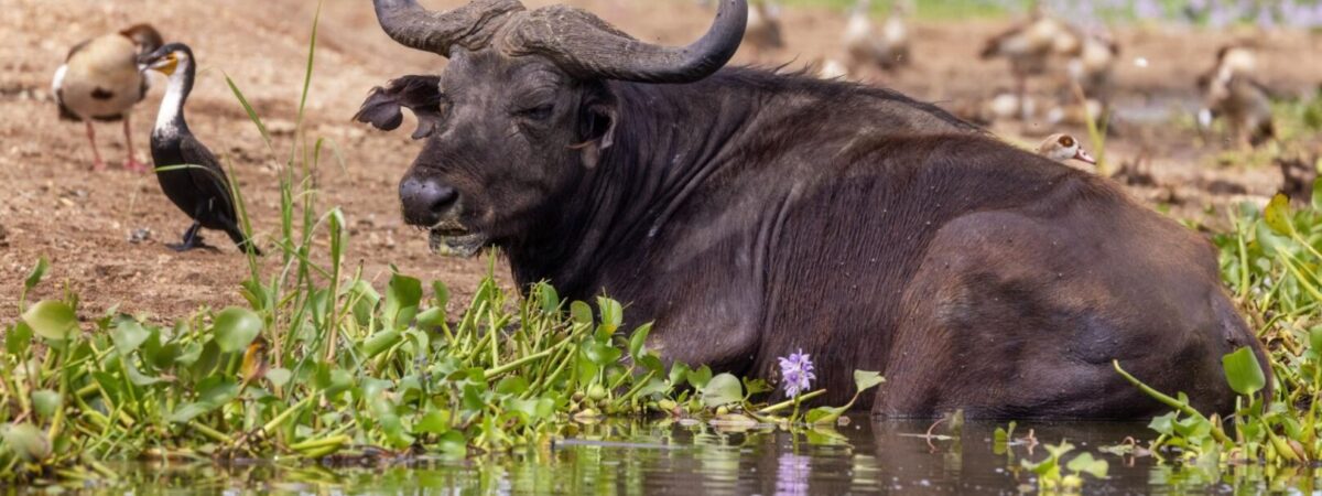 lake edward