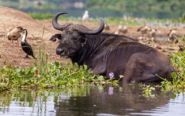 10 Day Best of Uganda Safari