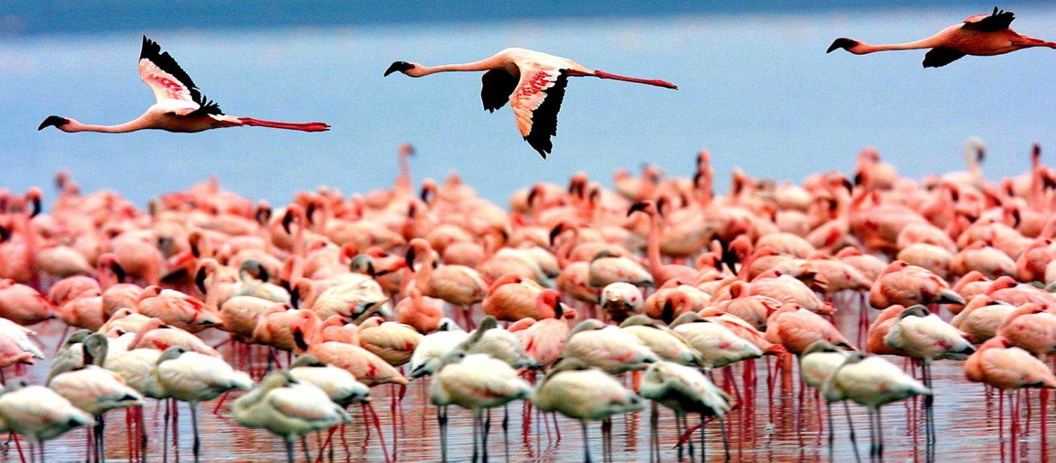 lake-manyara-birds-1