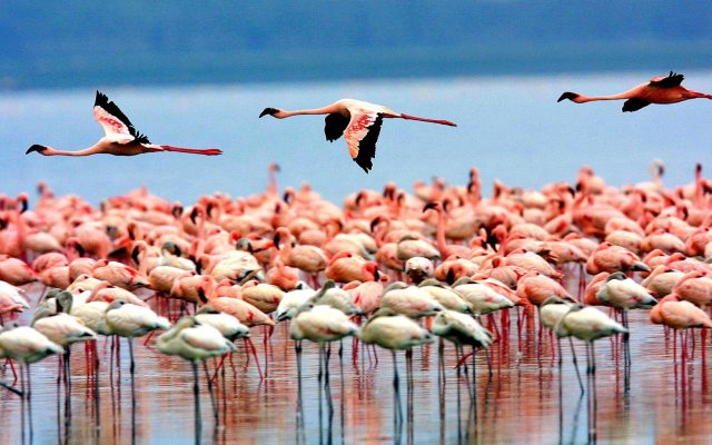 1-Day Trip Tour to Lake Manyara National Park