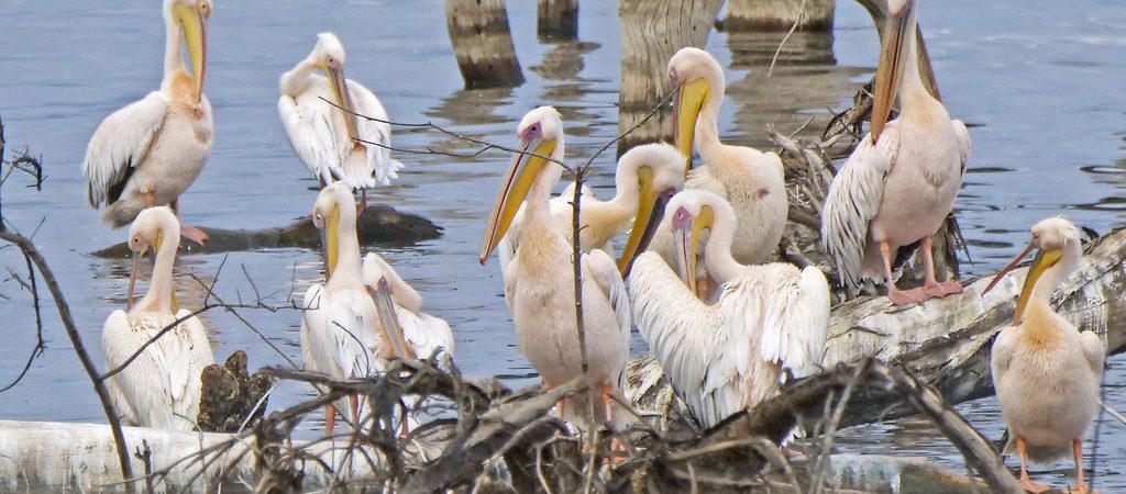 lake nakuru birds