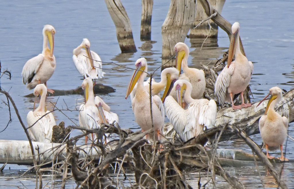 lake nakuru birds