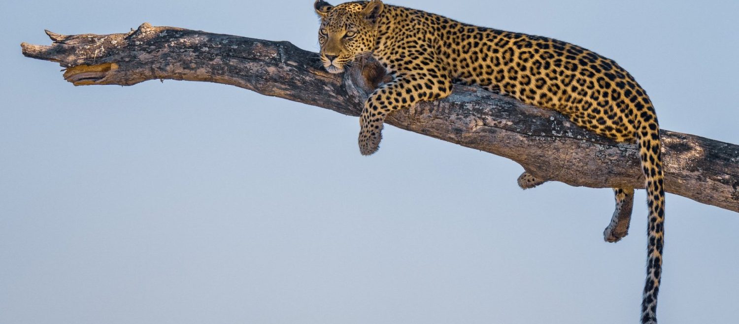 leopard botswana