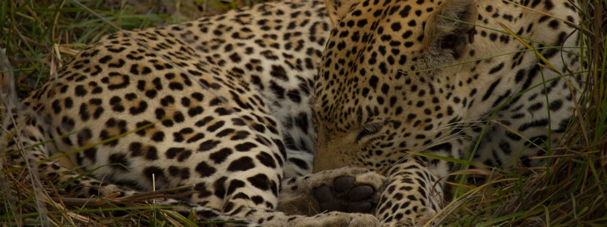 leopard okavango