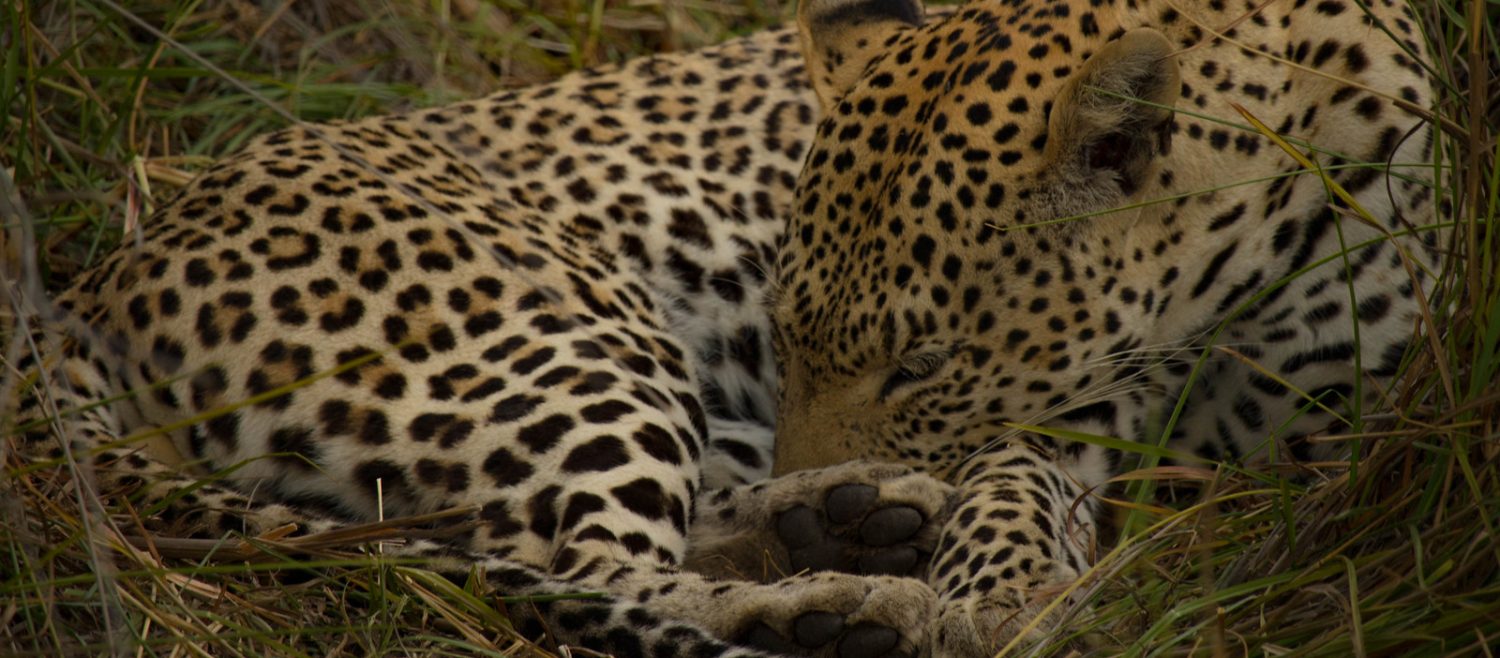 leopard okavango