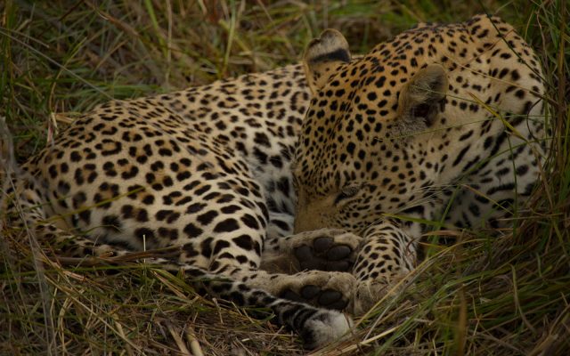 3-Day Okavango Low-Key Fly-in Safari at Oddballs
