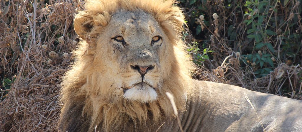 lion chobe