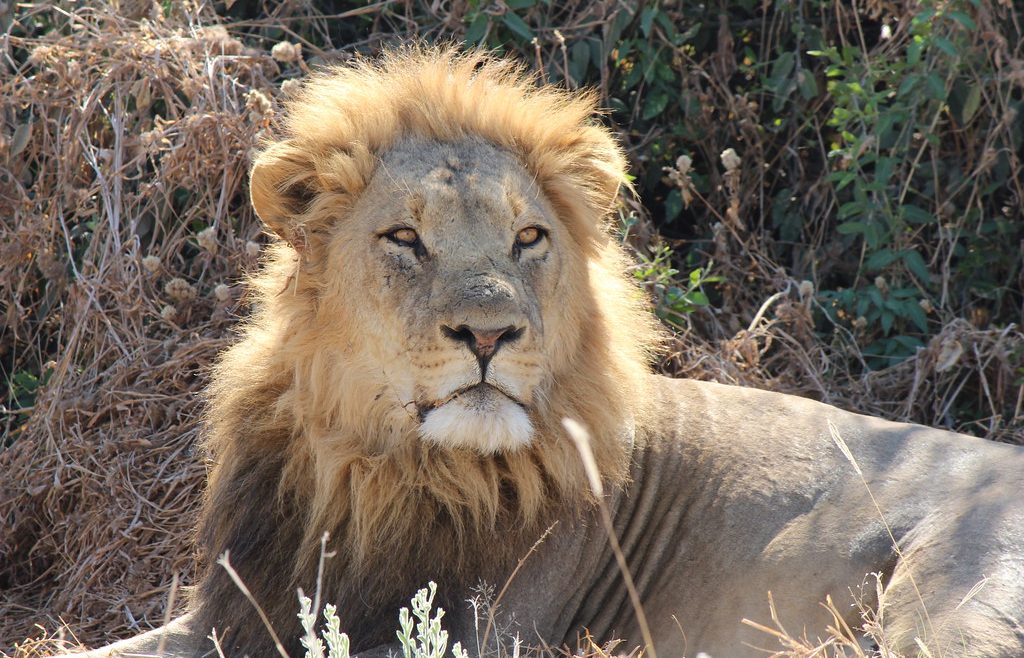 lion chobe
