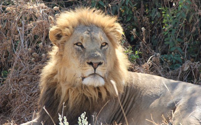 4-Day Into the Lions Kingdom
