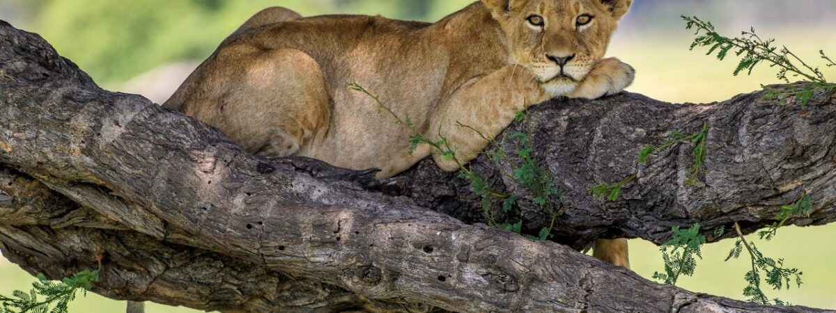 lion on the tree