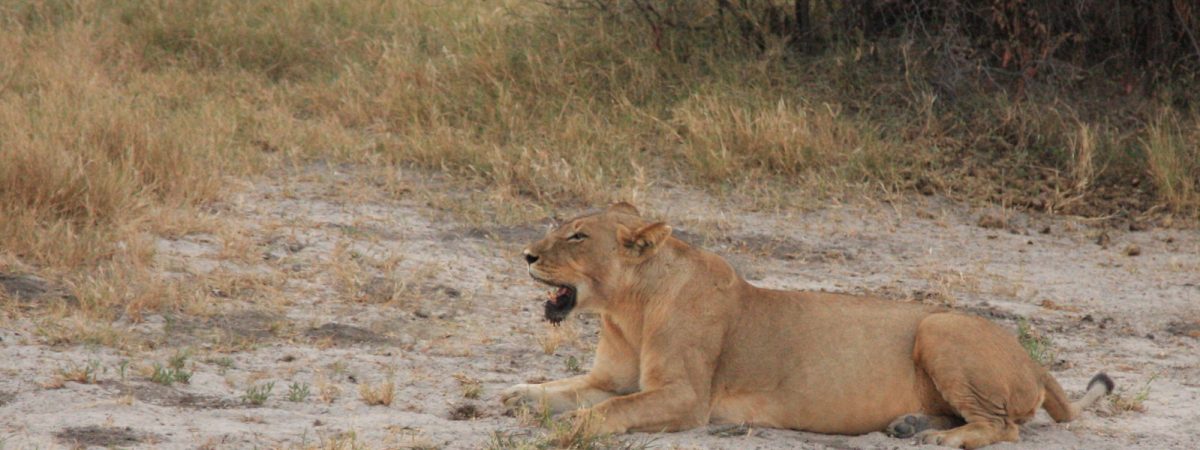 lion savute