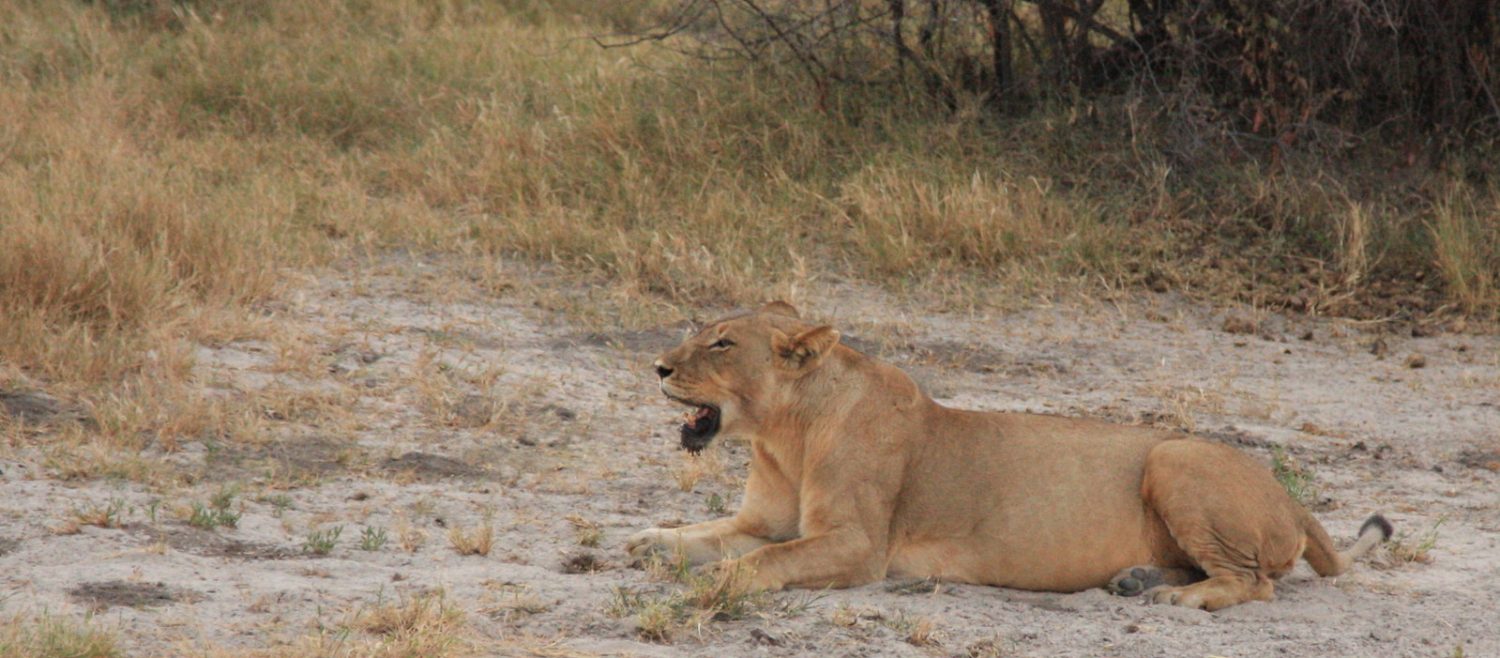lion savute
