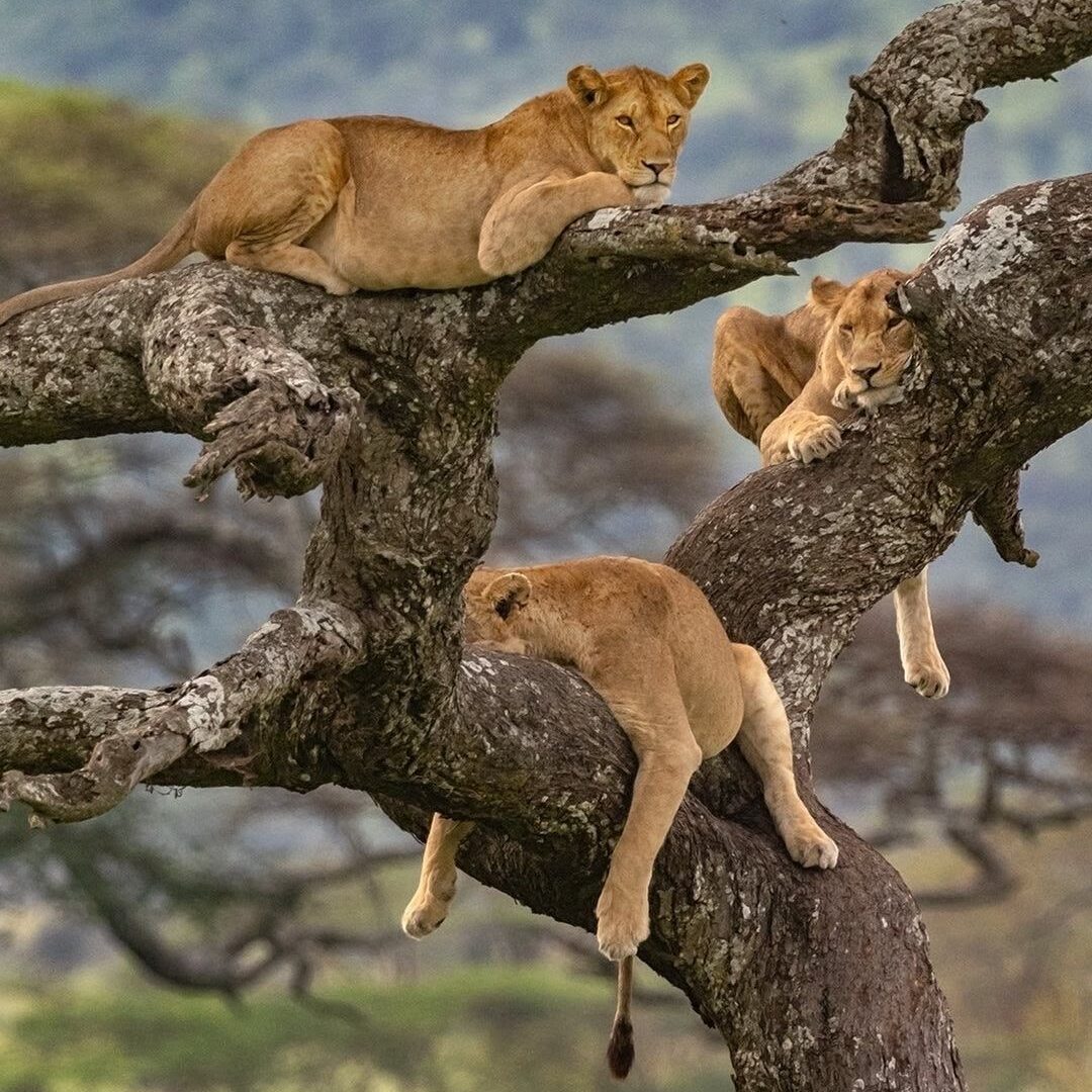 Lion Tracking in Uganda — Uganda safari travel guide