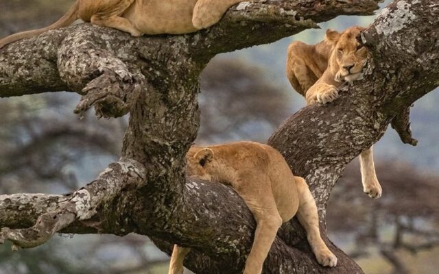 Lion Tracking in Uganda