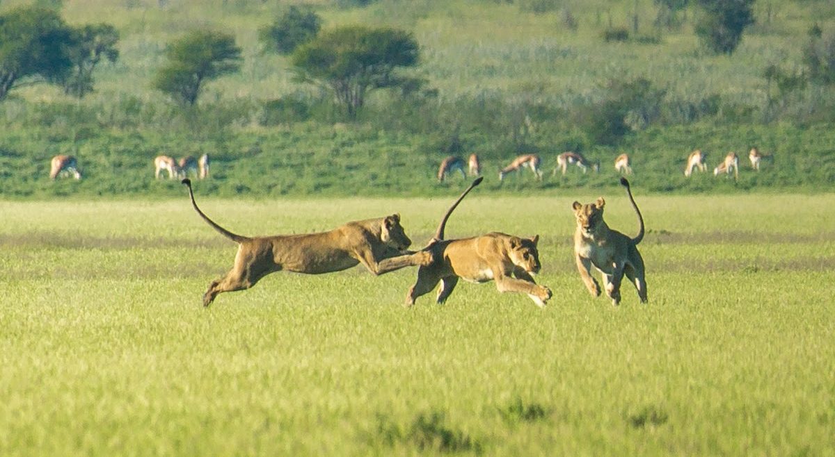 lion_31