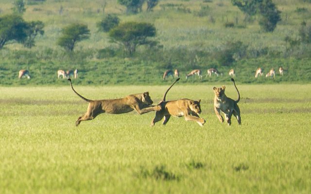 7-Day Luxury Botswana Safari Tour