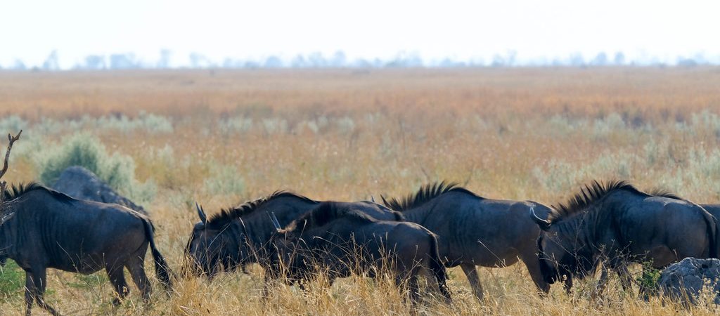 mababe wilderbeest