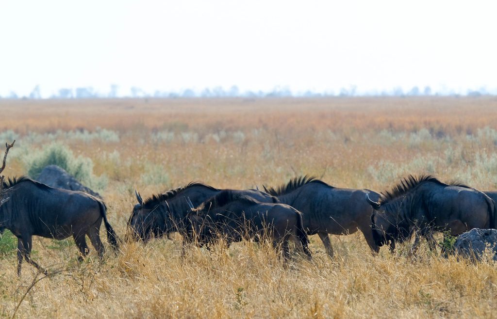 mababe wilderbeest