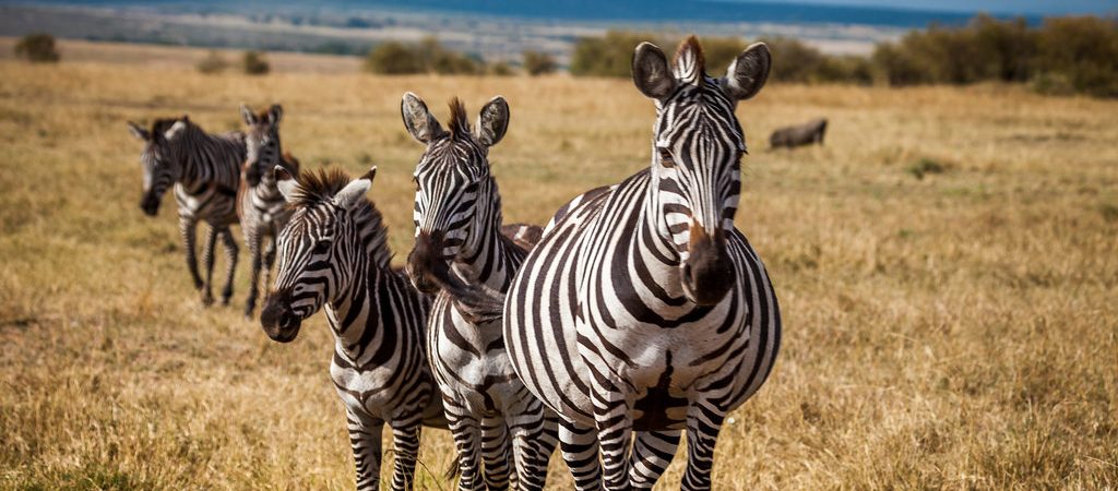 masai group kenya