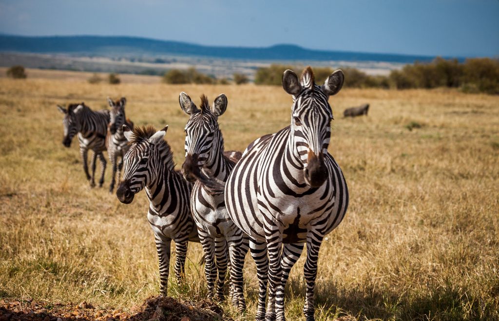 masai group kenya
