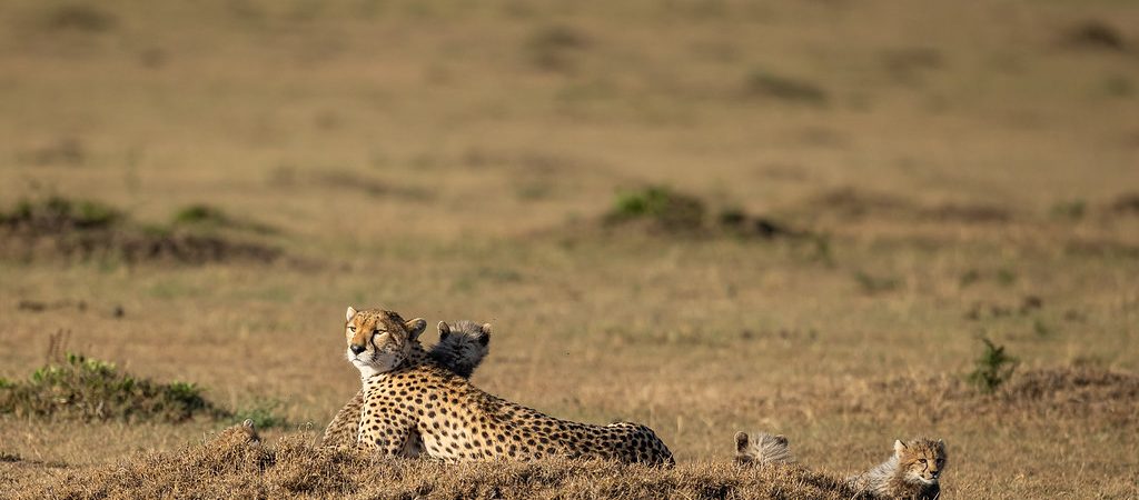 masai mara