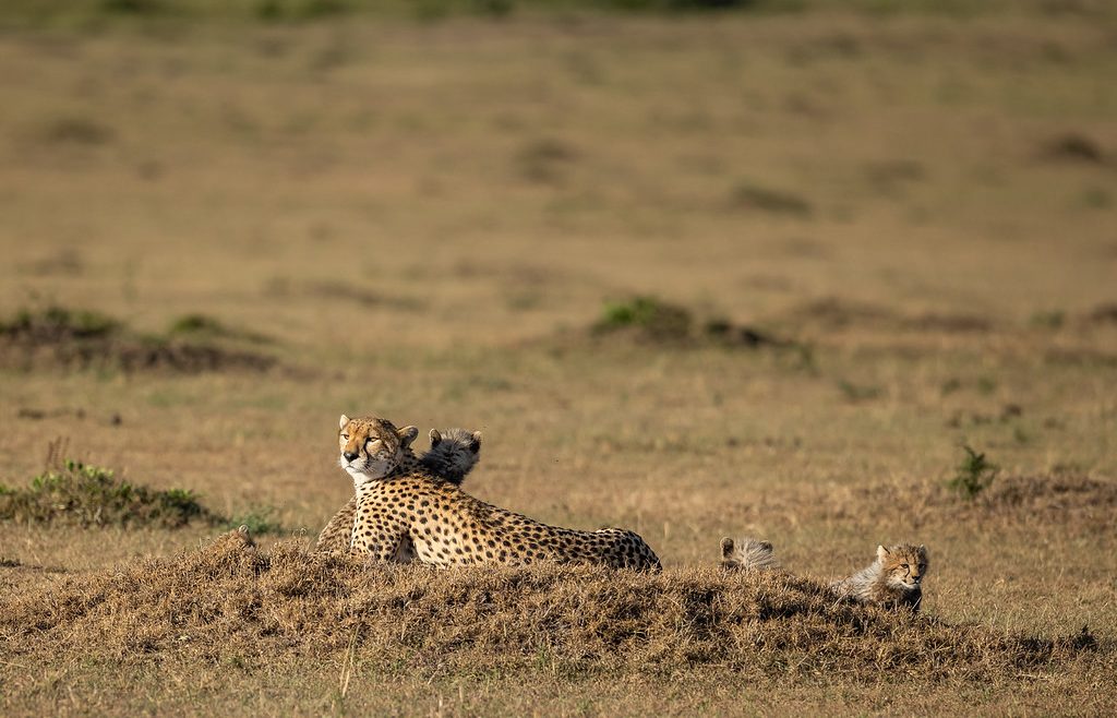 masai mara