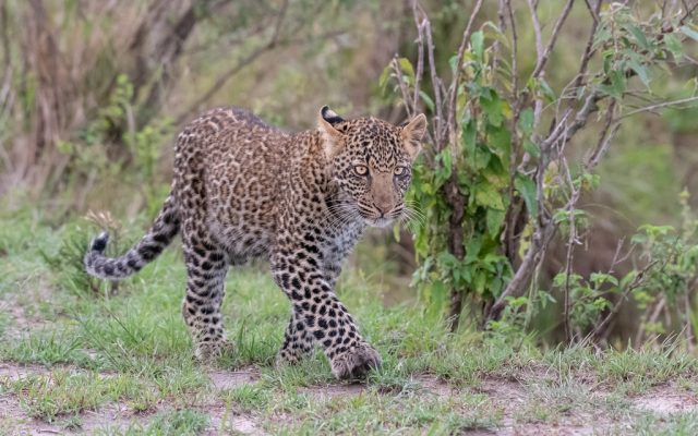 3-Day Masai National Reserve Migration and Wildlife Tour