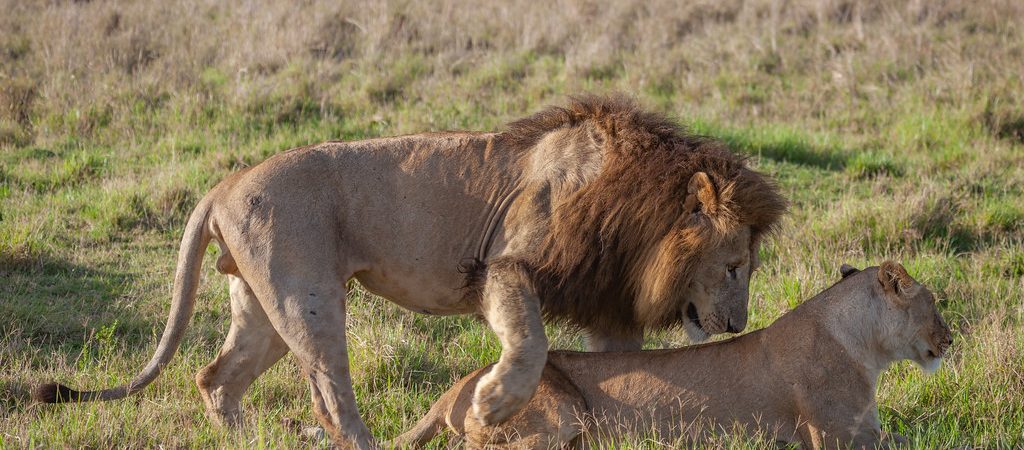 mating season in kenya masai mara