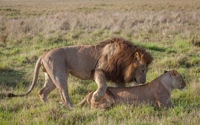 3-Day The Famous Mara – Luxury