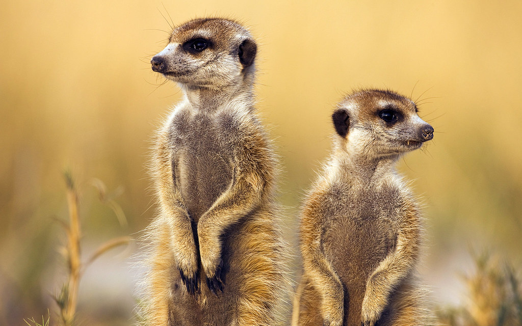 meerkat botswana