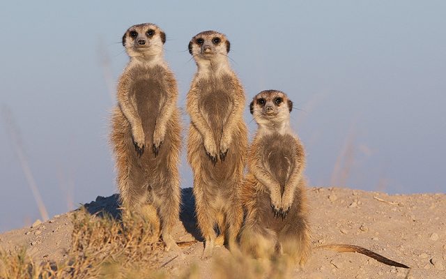 3-Day Meerkat Expedition