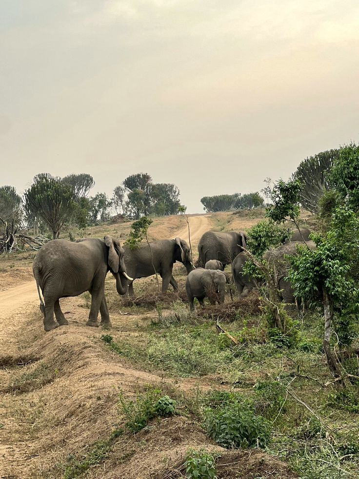 Midrange Uganda Safaris — Uganda safari travel guide